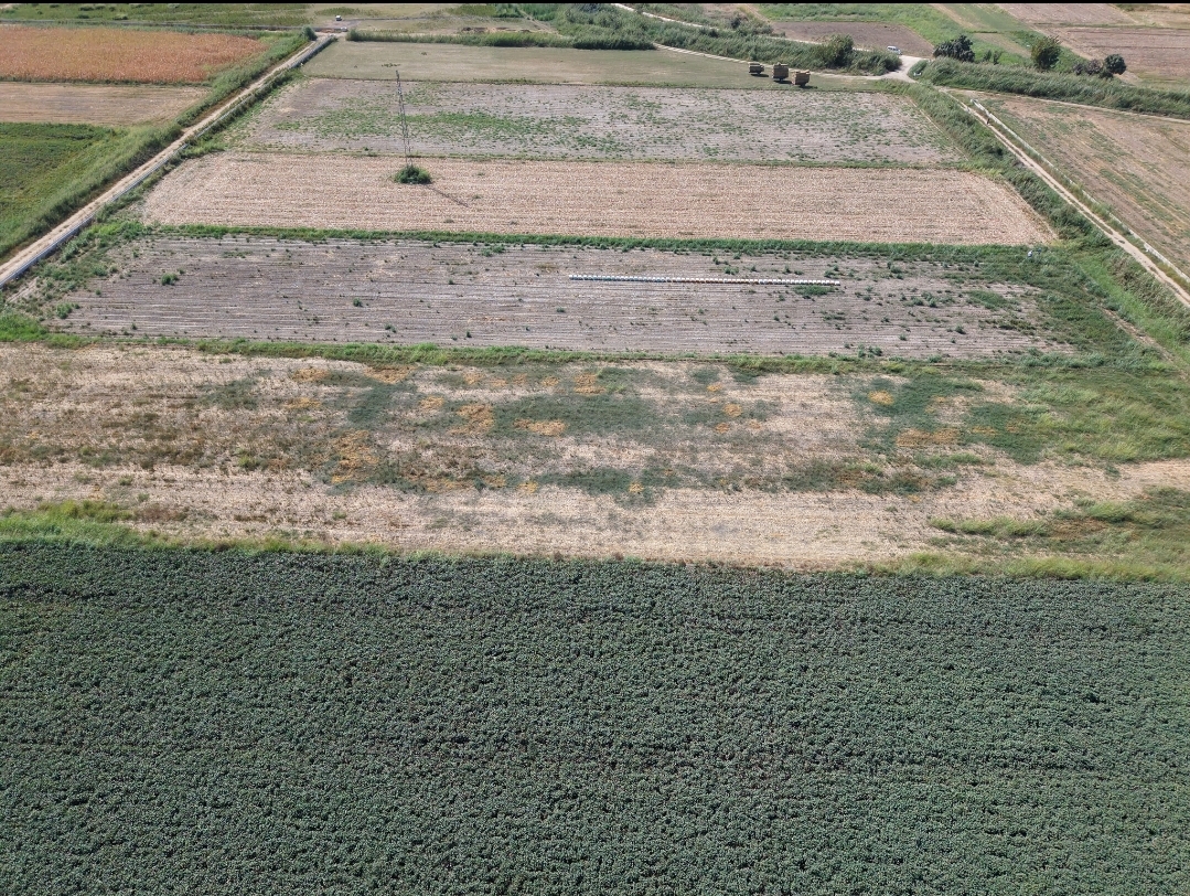 Yenipazar Alhan Mahallesinde 5.545 m² Satılık Verimli Tarla